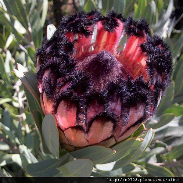 樟葉海神花生 protea laurifolia.jpg