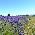 072311sequim wa Lavender  (13).JPG