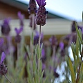 072311sequim wa Lavender  (40).JPG