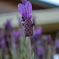 072311sequim wa Lavender  (41).JPG