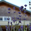 072311sequim wa Lavender  (42).JPG