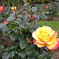 062211rose garden or (15).JPG