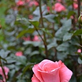 062211rose garden or (28).JPG