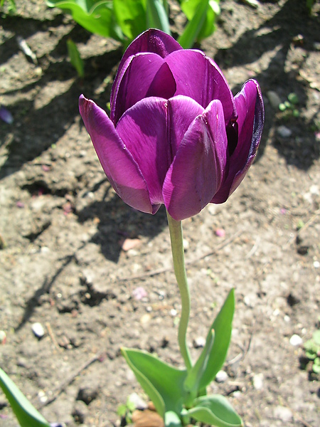 tulip