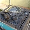 龜龜模型