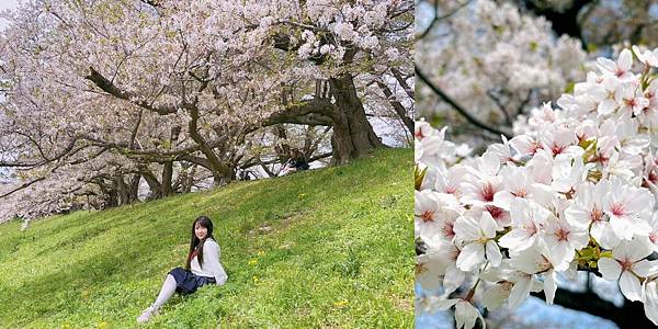 [遊記] 京都賞櫻絕美背割堤櫻吹雪
