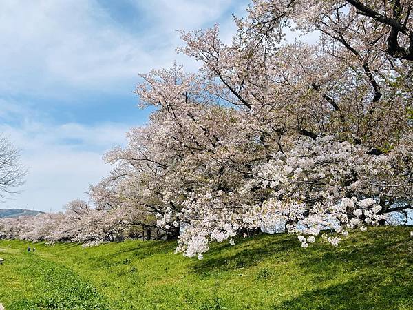 京都賞櫻景點推薦絕美櫻花步道背割堤 滿開日期櫻吹雪 旅拍