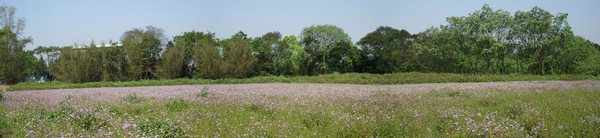 花田全景圖.JPG