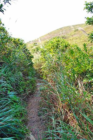 鳳凰徑第七段：大澳至狗嶺涌【18／12／2010】