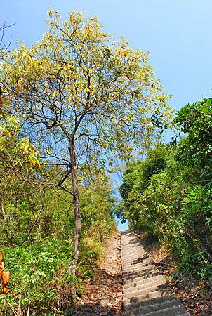 鹿湖郊遊徑【09/01/2011】 鹿湖郊遊徑【09/01/2011】