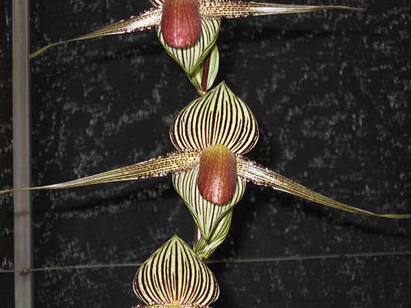 Paph roth2135-1