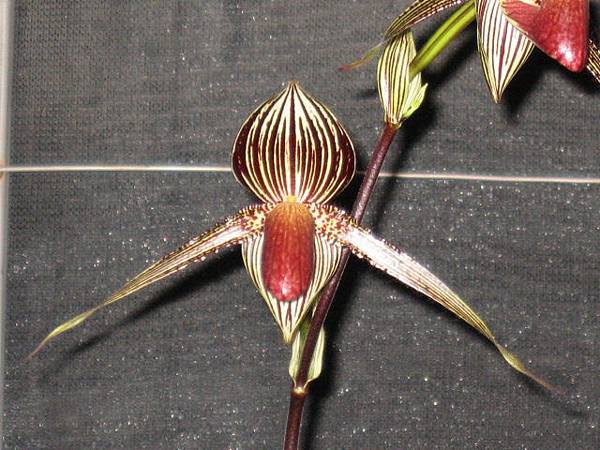 9605  Paph.roth