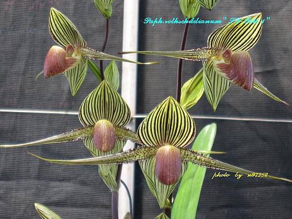 Z2135  Paph.rothschildianum SF-RM-2