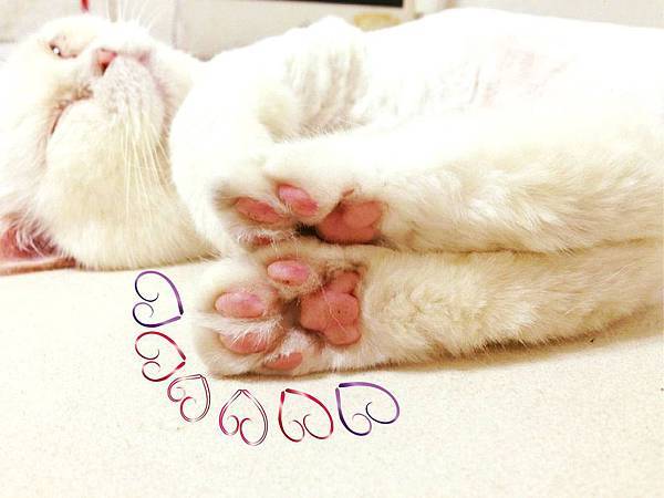 13497777_1306797582681711_787257546968628941_o