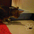 20070519030223026.gif