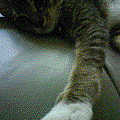 20070520232751906.gif