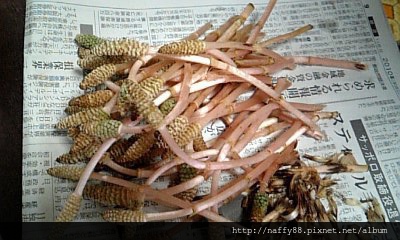 春天另一個美味食材 筆頭草 走走 停停 吃吃 喝喝 痞客邦 春天另一個美味食材 筆頭草 走走 停停 吃吃 喝喝 痞客邦
