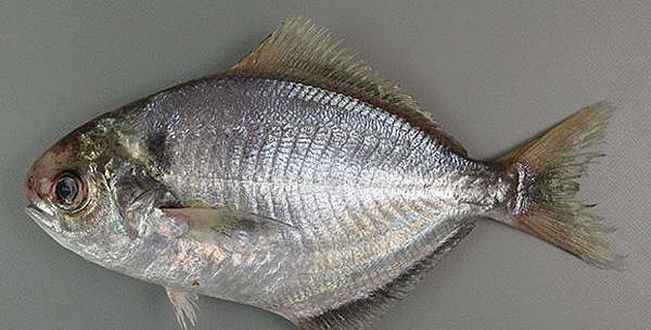 肉魚 鯧魚 鯛魚和丁香魚 挖掘不盡的魚和魚料理 魚料理之兵法之一 Benson The Teacher S Culinary Art Of War 鞭神老師之食之兵法