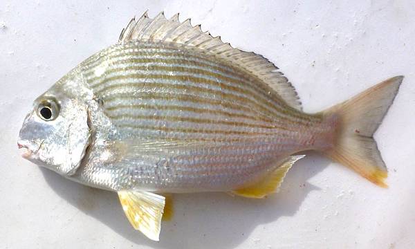 肉魚 鯧魚 鯛魚和丁香魚 挖掘不盡的魚和魚料理 魚料理之兵法之一 Benson The Teacher S Culinary Art Of War 鞭神老師之食之兵法 肉魚 鯧魚 鯛魚和丁香魚 挖掘不盡的魚和魚料理 魚料理之兵法之一 Benson The Teacher S Culinary Art Of War 鞭神老師之食之兵法