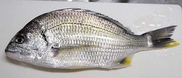 肉魚 鯧魚 鯛魚和丁香魚 挖掘不盡的魚和魚料理 魚料理之兵法之一 Benson The Teacher S Culinary Art Of War 鞭神老師之食之兵法 肉魚 鯧魚 鯛魚和丁香魚 挖掘不盡的魚和魚料理 魚料理之兵法之一 Benson The Teacher S Culinary Art Of War 鞭神老師之食之兵法