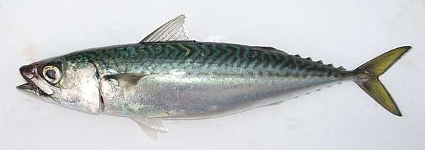 比目魚 鯖魚 沙丁魚 剝皮魚與旗魚 挖掘不盡的魚和魚料理 魚料理兵法之二 Benson The Teacher S Culinary Art Of War 鞭神老師之食之兵法