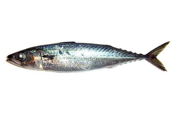 比目魚 鯖魚 沙丁魚 剝皮魚與旗魚 挖掘不盡的魚和魚料理 魚料理兵法之二 Benson The Teacher S Culinary Art Of War 鞭神老師之食之兵法