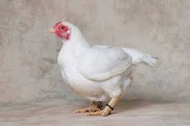 white cornish chicken.jpg