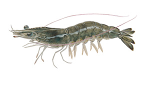 Whiteleg shrimp.jpg