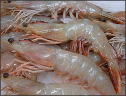 Banana Prawn - Whole Raw.jpg