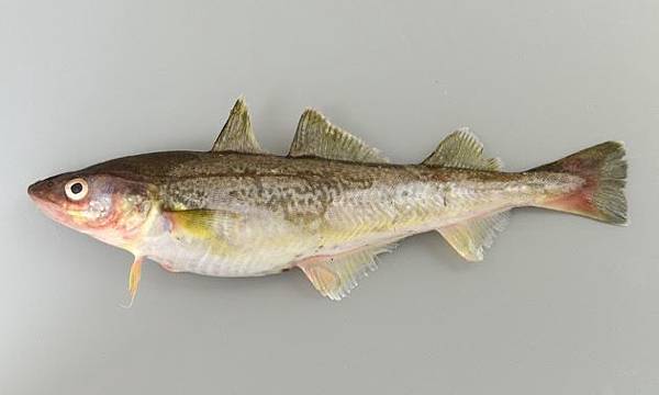 青森せんべい汁 山形鱈魚雜鍋 秋田鰰魚鍋與江戶蔥鮪鍋 日本鍋料理兵法 中 Benson The Teacher S Culinary Art Of War 鞭神老師之食之兵法 青森せんべい汁 山形鱈魚雜鍋 秋田鰰魚鍋與江戶蔥鮪鍋 日本鍋料理兵法 中 Benson The Teacher S Culinary Art Of War 鞭神老師之食之兵法