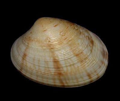 北寄貝 鳥貝 螺貝 扇貝 象拔蚌與文蛤巧達濃湯 貝類之兵法 Benson The Teacher S Culinary Art Of War 鞭神老師之食之兵法 北寄貝 鳥貝 螺貝 扇貝 象拔蚌與文蛤巧達濃湯 貝類之兵法 Benson The Teacher S Culinary Art Of War 鞭神老師之食之兵法