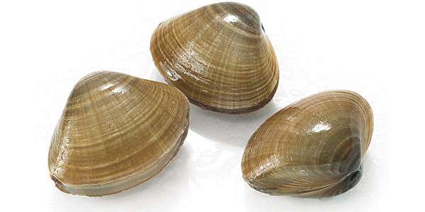 北寄貝 鳥貝 螺貝 扇貝 象拔蚌與文蛤巧達濃湯 貝類之兵法 Benson The Teacher S Culinary Art Of War 鞭神老師之食之兵法 北寄貝 鳥貝 螺貝 扇貝 象拔蚌與文蛤巧達濃湯 貝類之兵法 Benson The Teacher S Culinary Art Of War 鞭神老師之食之兵法