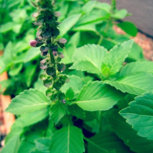 ocimum-tenuiflorum-28holy-basil-2c-tulasi-29-500x500.jpg