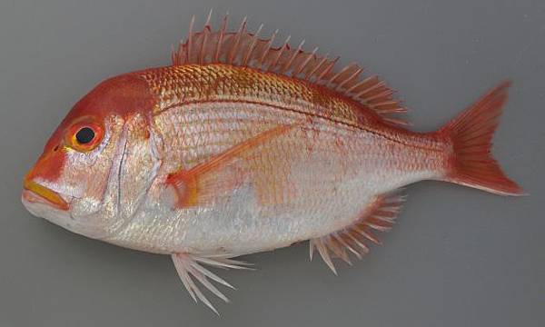 魚料理兵法之肆 鯛魚之兵法鯛科篇 Benson The Teacher S Culinary Art Of War 鞭神老師之食之兵法 痞客邦 魚料理兵法之肆 鯛魚之兵法鯛科篇 Benson The Teacher S Culinary Art Of War 鞭神老師之食之兵法 痞客邦