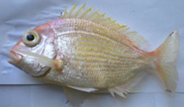魚料理兵法之肆 鯛魚之兵法鯛科篇 Benson The Teacher S Culinary Art Of War 鞭神老師之食之兵法 痞客邦