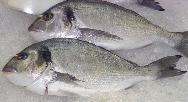 魚料理兵法之肆 鯛魚之兵法鯛科篇 Benson The Teacher S Culinary Art Of War 鞭神老師之食之兵法 痞客邦