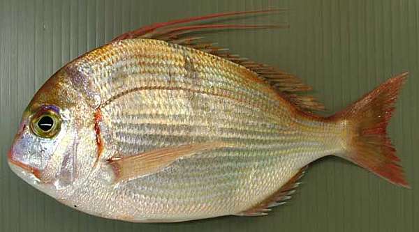 魚料理兵法之肆 鯛魚之兵法鯛科篇 Benson The Teacher S Culinary Art Of War 鞭神老師之食之兵法 痞客邦