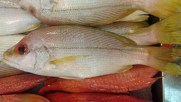 赤筆仔 海雞母 紅雞仔 魚料理兵法之伍 鯛魚之兵法笛鯛科篇 Benson The Teacher S Culinary Art Of War 鞭神老師之食之兵法