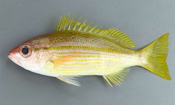 赤筆仔 海雞母 紅雞仔 魚料理兵法之伍 鯛魚之兵法笛鯛科篇 Benson The Teacher S Culinary Art Of War 鞭神老師之食之兵法 赤筆仔 海雞母 紅雞仔 魚料理兵法之伍 鯛魚之兵法笛鯛科篇 Benson The Teacher S Culinary Art Of War 鞭神老師之食之兵法