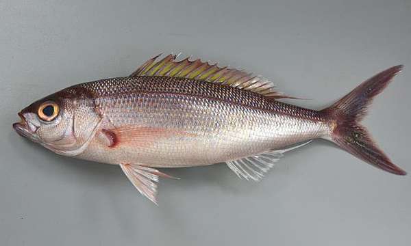 赤筆仔 海雞母 紅雞仔 魚料理兵法之伍 鯛魚之兵法笛鯛科篇 Benson The Teacher S Culinary Art Of War 鞭神老師之食之兵法