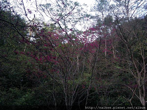 20120218 八仙山森林遊樂區