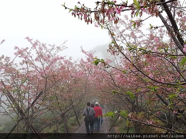 20130303 山嵐中的櫻花隧道