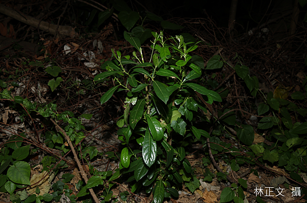 台灣海桐 Pittosporum pentandrum