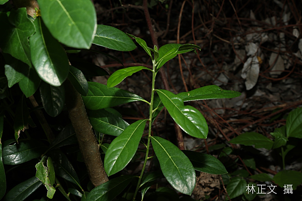 台灣海桐 Pittosporum pentandrum
