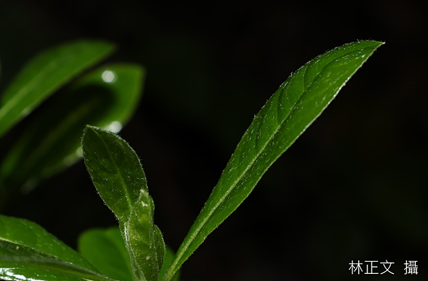 台灣海桐 Pittosporum pentandrum