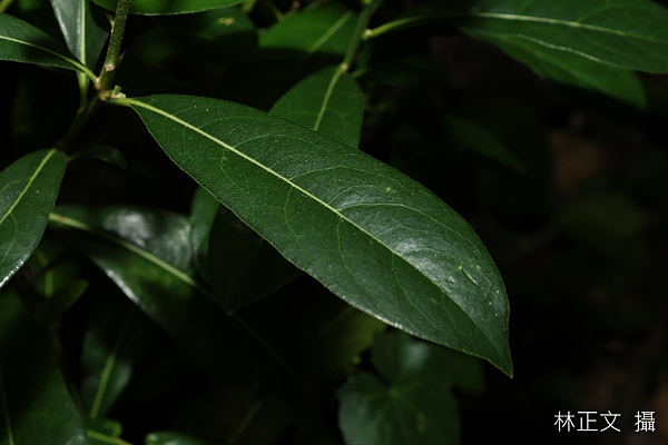 台灣海桐 Pittosporum pentandrum