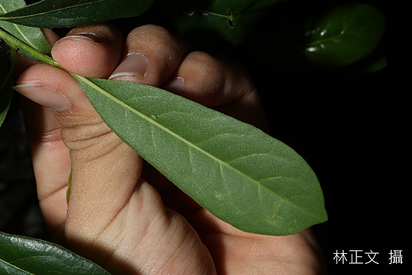 台灣海桐 Pittosporum pentandrum