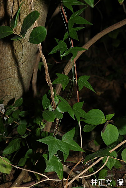 三角葉西番蓮 Passiflora suberosa 三角葉西番蓮 Passiflora suberosa