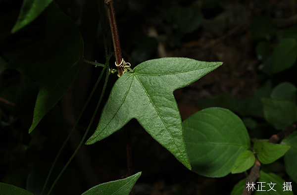 三角葉西番蓮 Passiflora suberosa 三角葉西番蓮 Passiflora suberosa