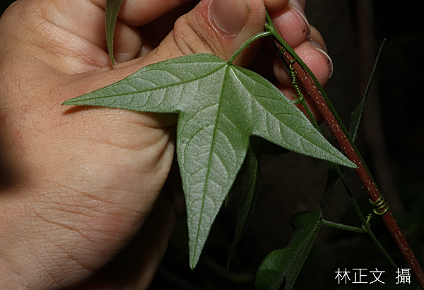 三角葉西番蓮 Passiflora suberosa 三角葉西番蓮 Passiflora suberosa